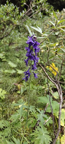 Delphinium glaucum, photograph 5