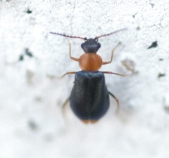 Ebaeus