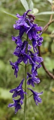 Delphinium glaucum, photograph author not stated, no rights reserved