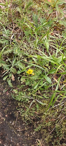 Solidago multiradiata, photograph 4