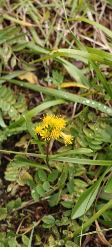 Solidago multiradiata, photograph 5