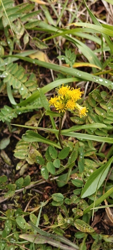 Solidago multiradiata, photograph 6