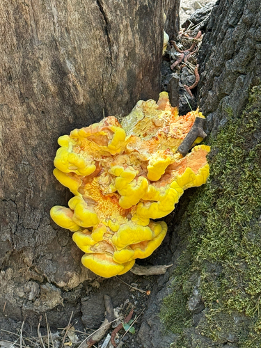 iNaturalist observation photo of Laetiporus