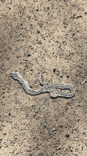 Western Terrestrial Garter Snake