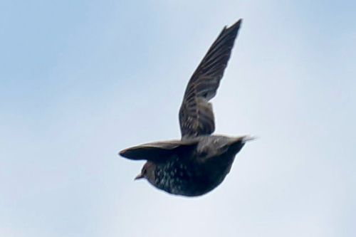 European Starling