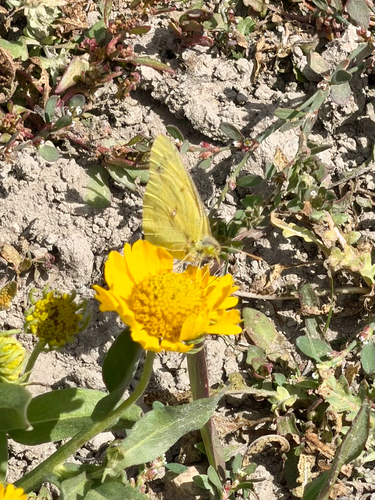 Clouded Sulphur