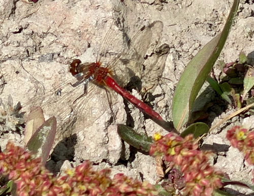 Striped Meadowhawk