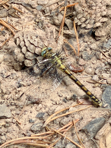 Pale Snaketail
