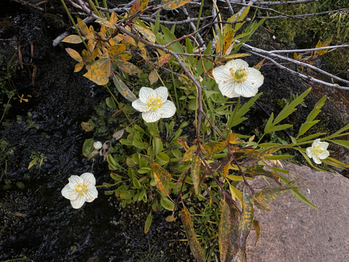 iNaturalist observation photo of marsh grass-of-Parnassus
