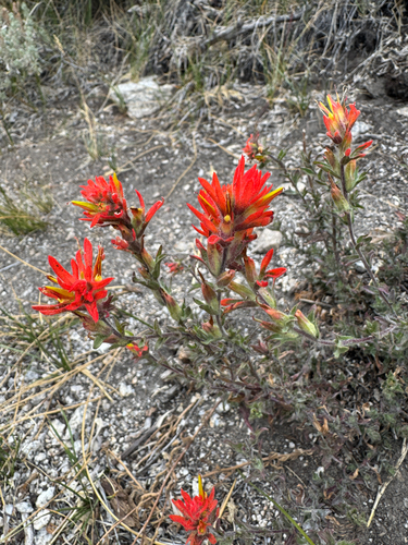 iNaturalist observation photo of wavyleaf paintbrush