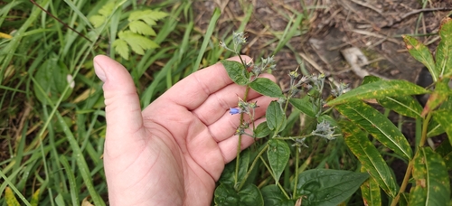 Mertensia paniculata, photograph 3