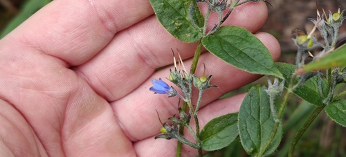 Mertensia paniculata, photograph 4