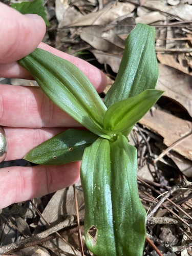 Habenaria floribunda, photograph 5