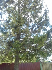 Picea abies