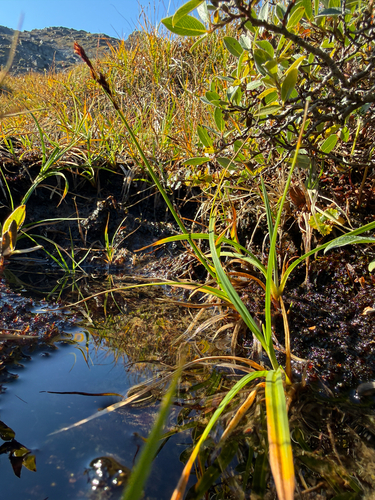 Carex bigelowii, 2026-09-06