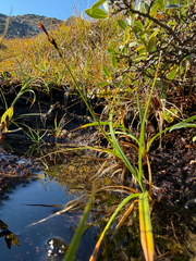 Carex bigelowii