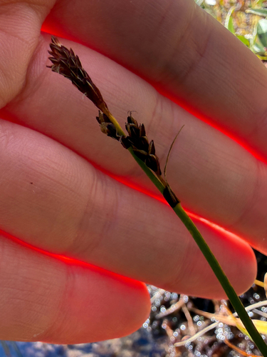 Carex bigelowii, photograph 2