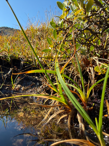 Carex bigelowii, photograph 3