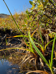 Carex bigelowii, photograph (c) Ingvild Riska, some rights reserved (CC BY)