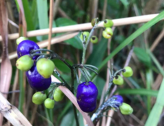 Dianella ensifolia