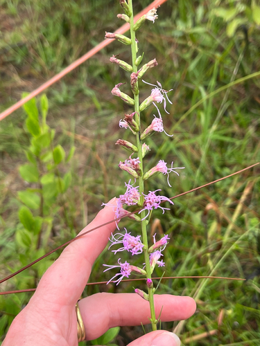 dense blazing star