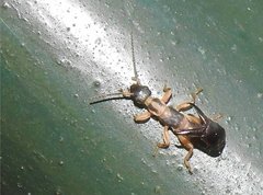Cranopygia
