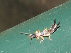 Cranopygia