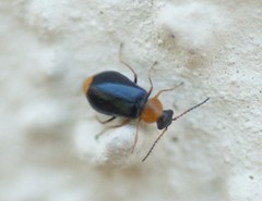 Ebaeus