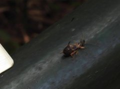Cranopygia