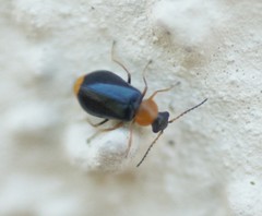 Ebaeus