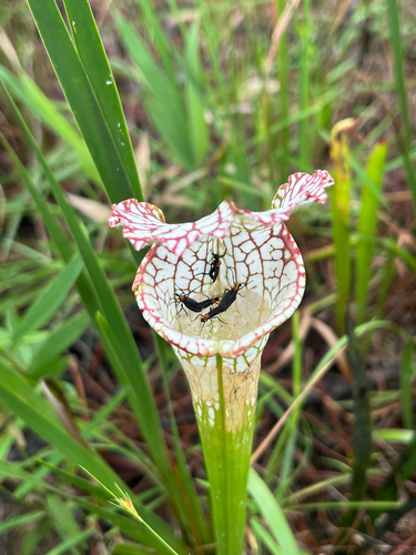 white pitcher plant