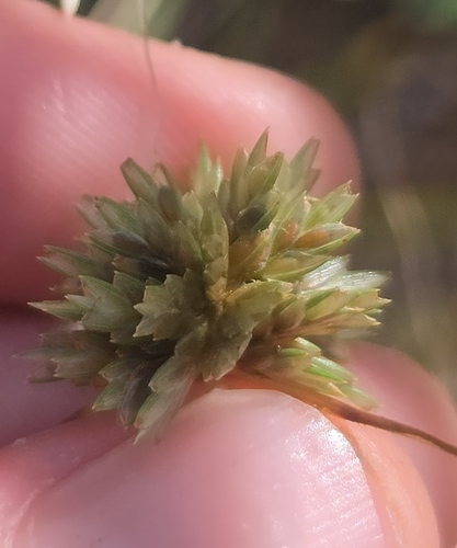 Great Plains Flatsedge