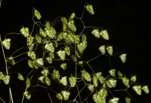 Briza minor