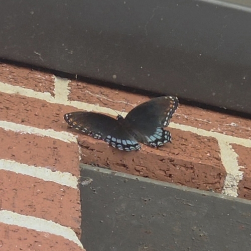 Red-spotted Purple