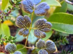 Thalictrum alpinum, photograph (c) Ingvild Riska, some rights reserved (CC BY)