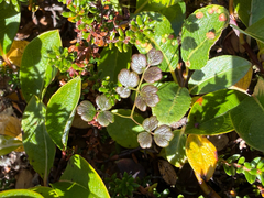 Thalictrum alpinum, photograph (c) Ingvild Riska, some rights reserved (CC BY)