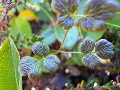 Thalictrum alpinum