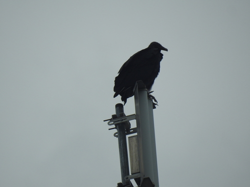 Black Vulture