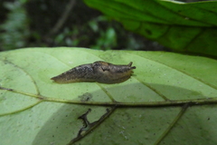 Urocyclidae