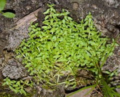 Callitriche terrestris