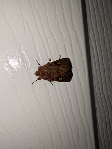 Square-spot Rustic