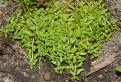 Callitriche terrestris