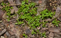 Callitriche terrestris