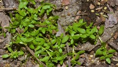 Callitriche terrestris