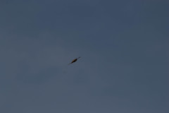 Ptyonoprogne concolor