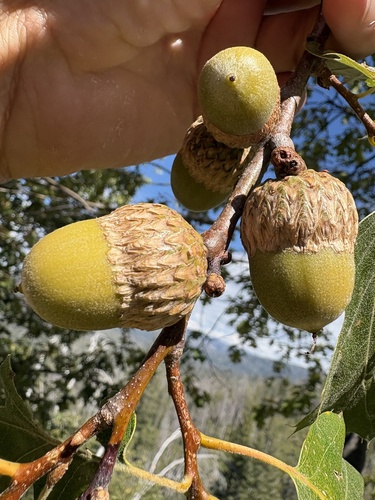 iNaturalist observation photo of California black oak