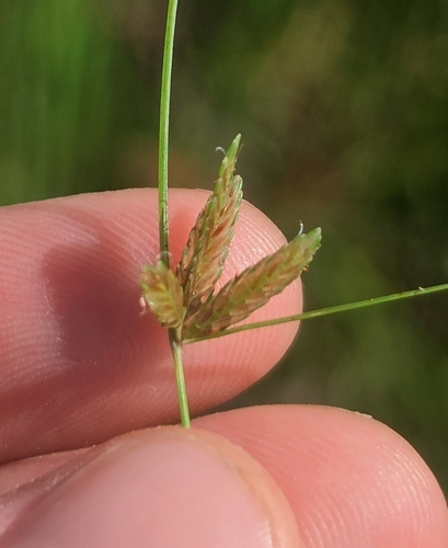 Shining Flatsedge