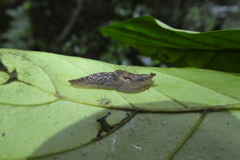 Urocyclidae