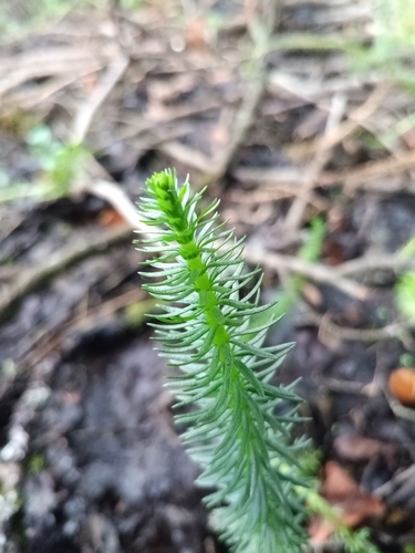 Common Mare's Tail
