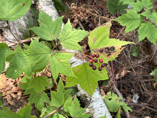 mapleleaf viburnum